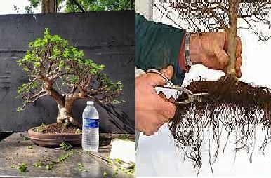 پا کوتاه شدن بونسای